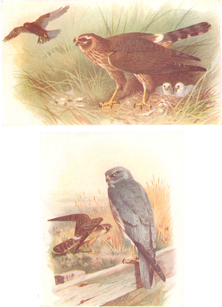 BRITISH BIRDS.Montagu's Harrier.THORBURN 1925 old vintage print picture